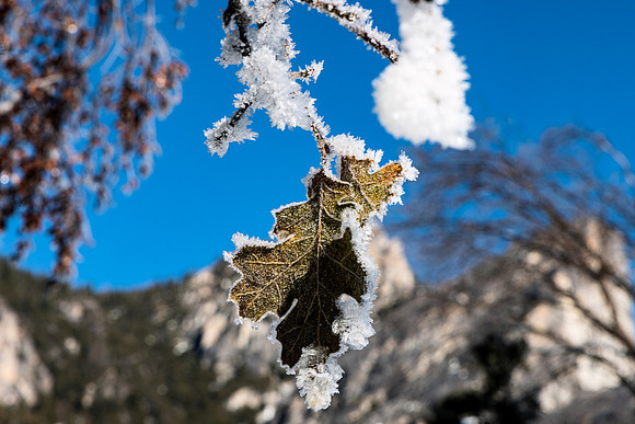 Frozen Leaf