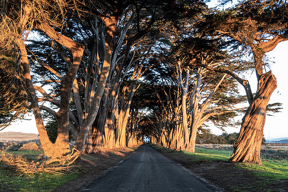 Pt Reyes Cypress Tunnel