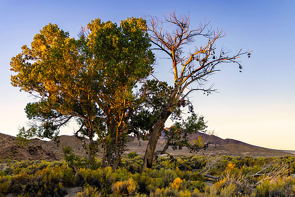 Shoe Tree