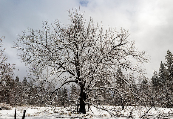 Snow Tree